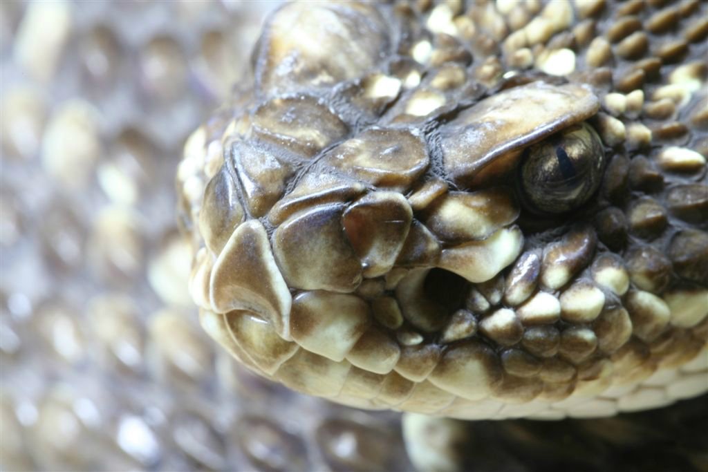 Dieren